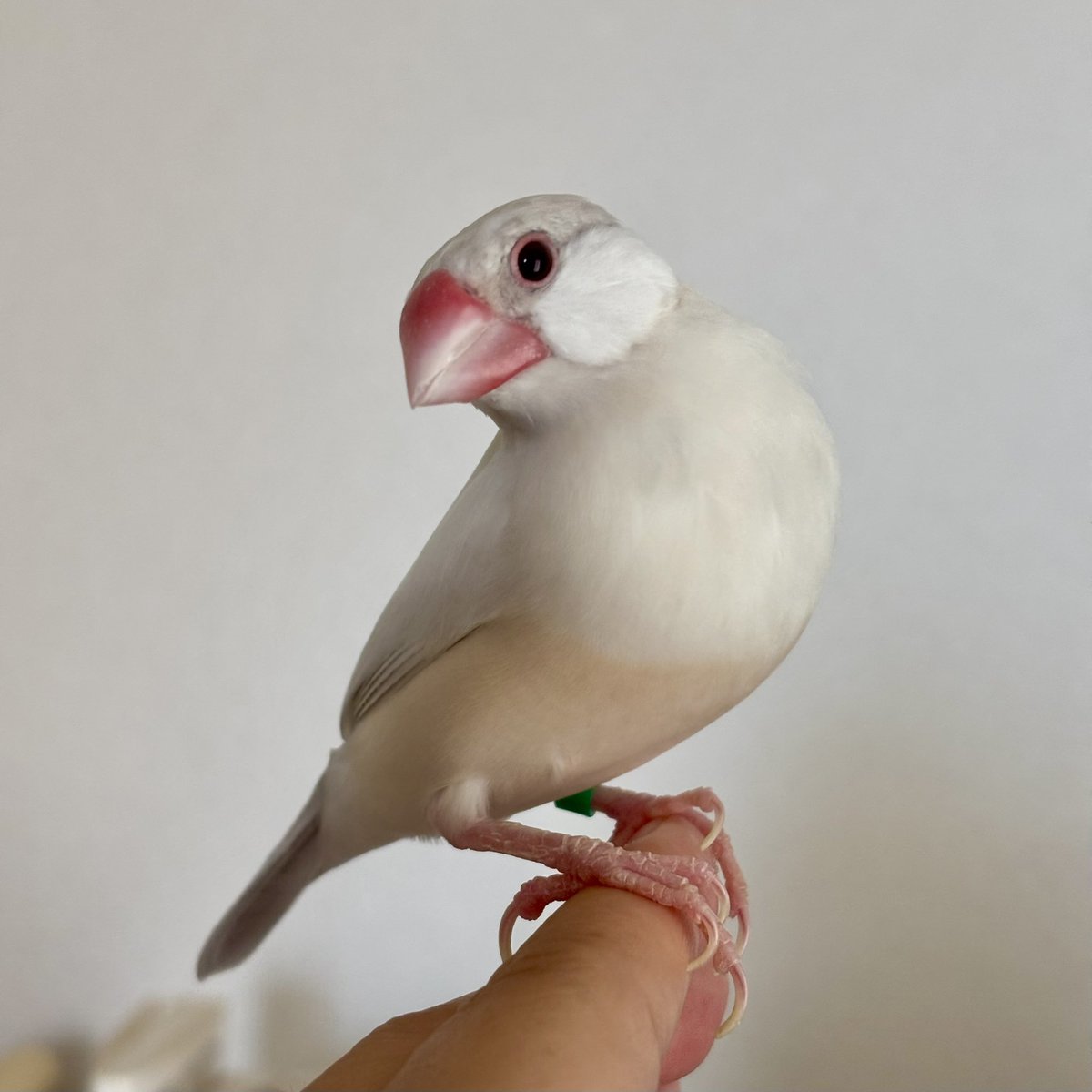 91chan_'s tweet photo. ハヤシちゃん、お腹空いてるんだねぇ。
(⋈•ө•).｡oO（なんでわかるのかな？） https://t.co/X5FfAoyUzS