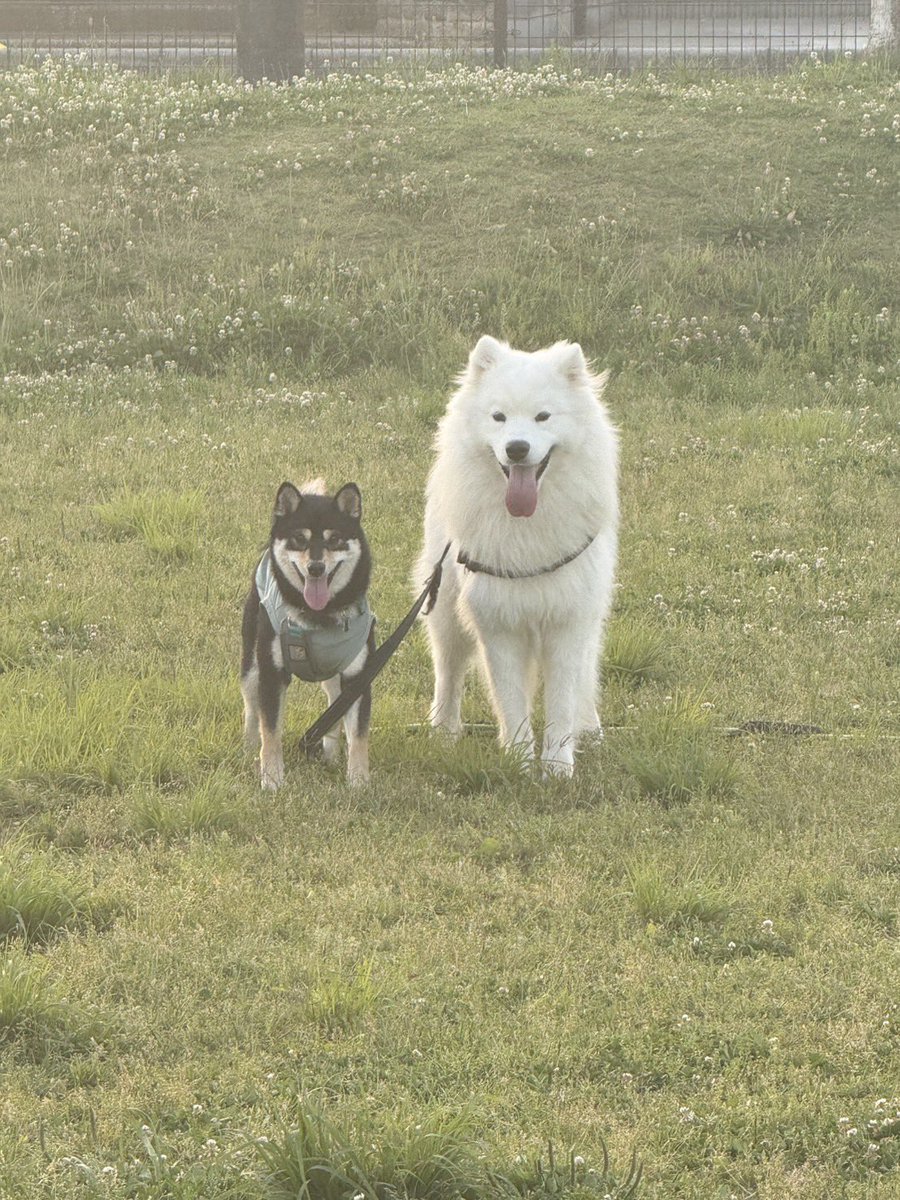 K86530936's tweet photo. これは柴犬に散歩されているサモエド https://t.co/OB3AGu93VA
