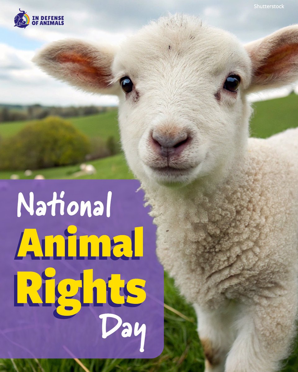 IDAUSA's tweet photo. National #AnimalRights Day (#NARD) is observed on the first Sunday in June in 50+ countries to speak up for all #animals & their right to live free from exploitation. Join us in #SanFrancisco, Civic Center Plaza, 1pm!
More: https://t.co/7uRVUCCjeM
RT & https://t.co/kfSpZcNPap https://t.co/uzcpMkS9Xx