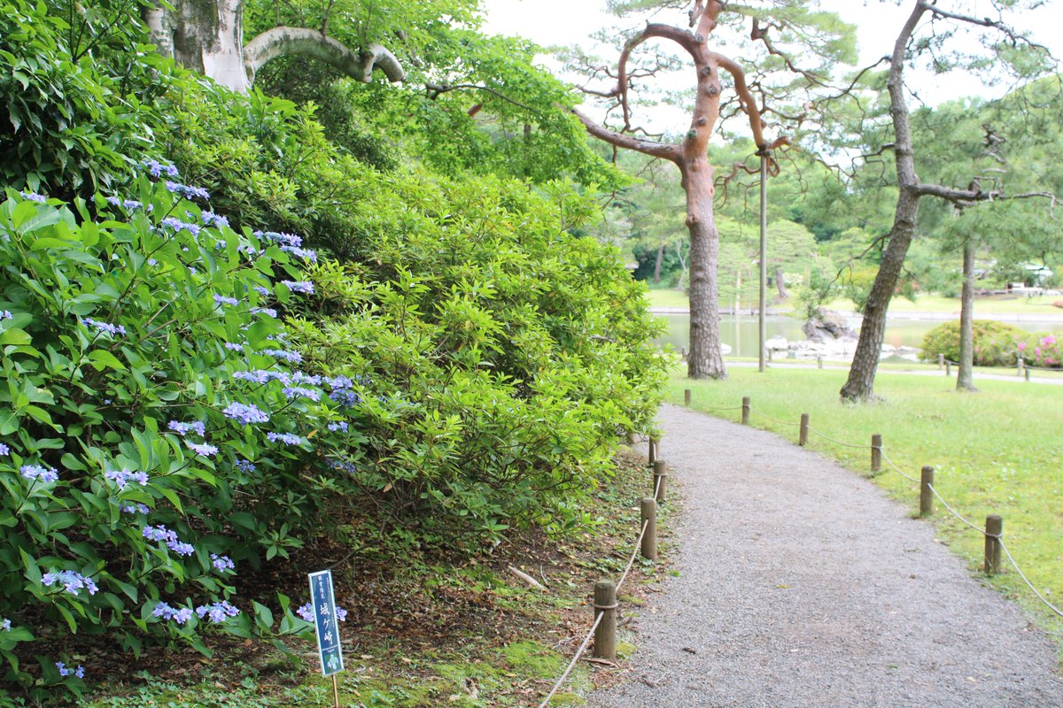 RikugienGarden's tweet photo. 心泉亭(しんせんてい)の横に城ケ崎が咲いています。伊豆の城ケ崎で発見されたのが由来だそうです。涼やかな色合いは伊豆の海を思い出させてくれます。

こまめな水分補給やベンチでの休憩をしながら、園内散策をお楽しみください。
＃六義園　＃アジサイ　＃紫陽花 https://t.co/KQtjM2Kg7V