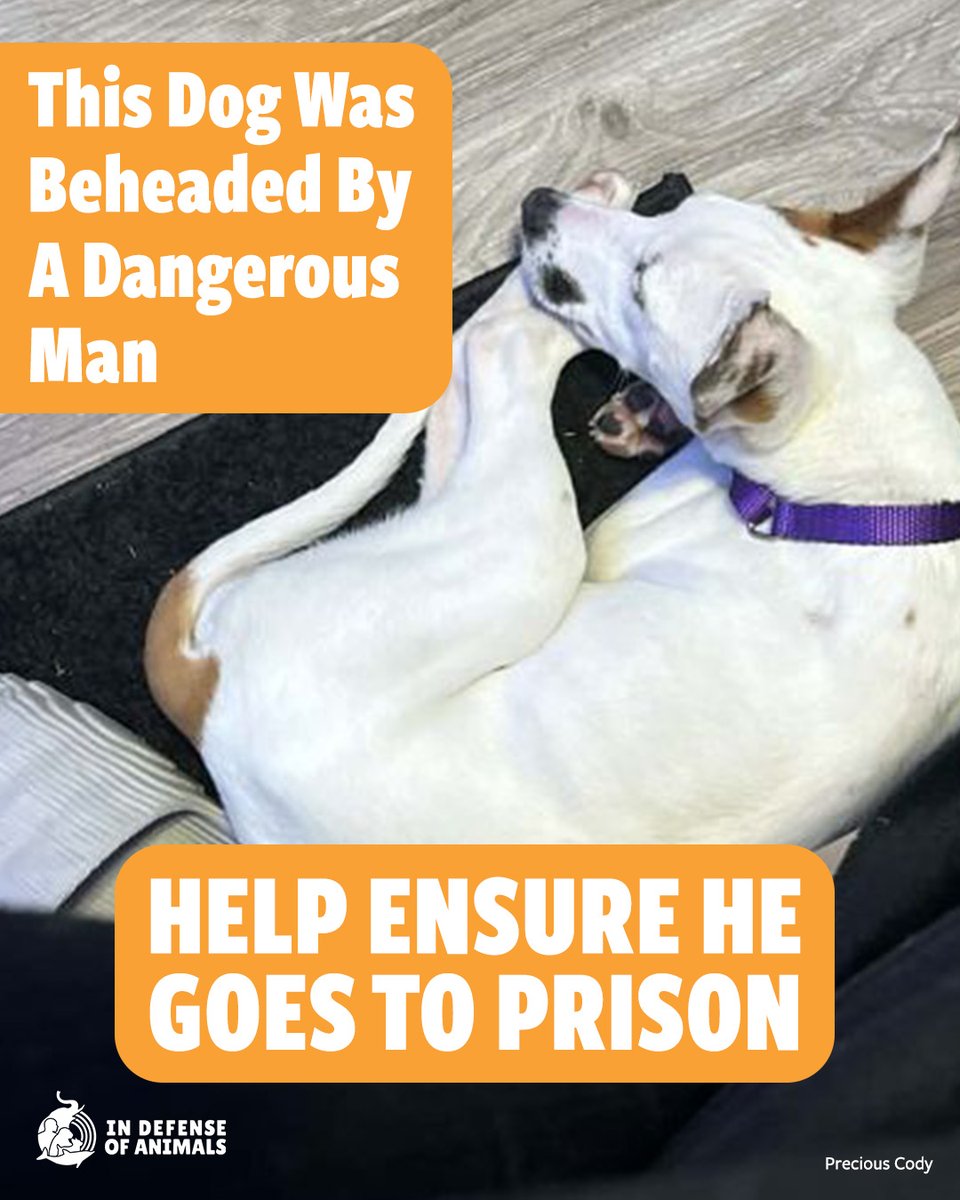 IDAUSA's tweet photo. Bambi the dog was beheaded with a machete. Urge Georgia prosecutors to push for prison time if the accused attacker is convicted. 
Act now: https://t.co/uxpfU0jXqu
Pls RT &amp; support https://t.co/tpoiUQ8PFC
#Justice4Animals #JusticeForBambi #AnimalCruelty #dogs #dog https://t.co/LNH0Ie80CJ