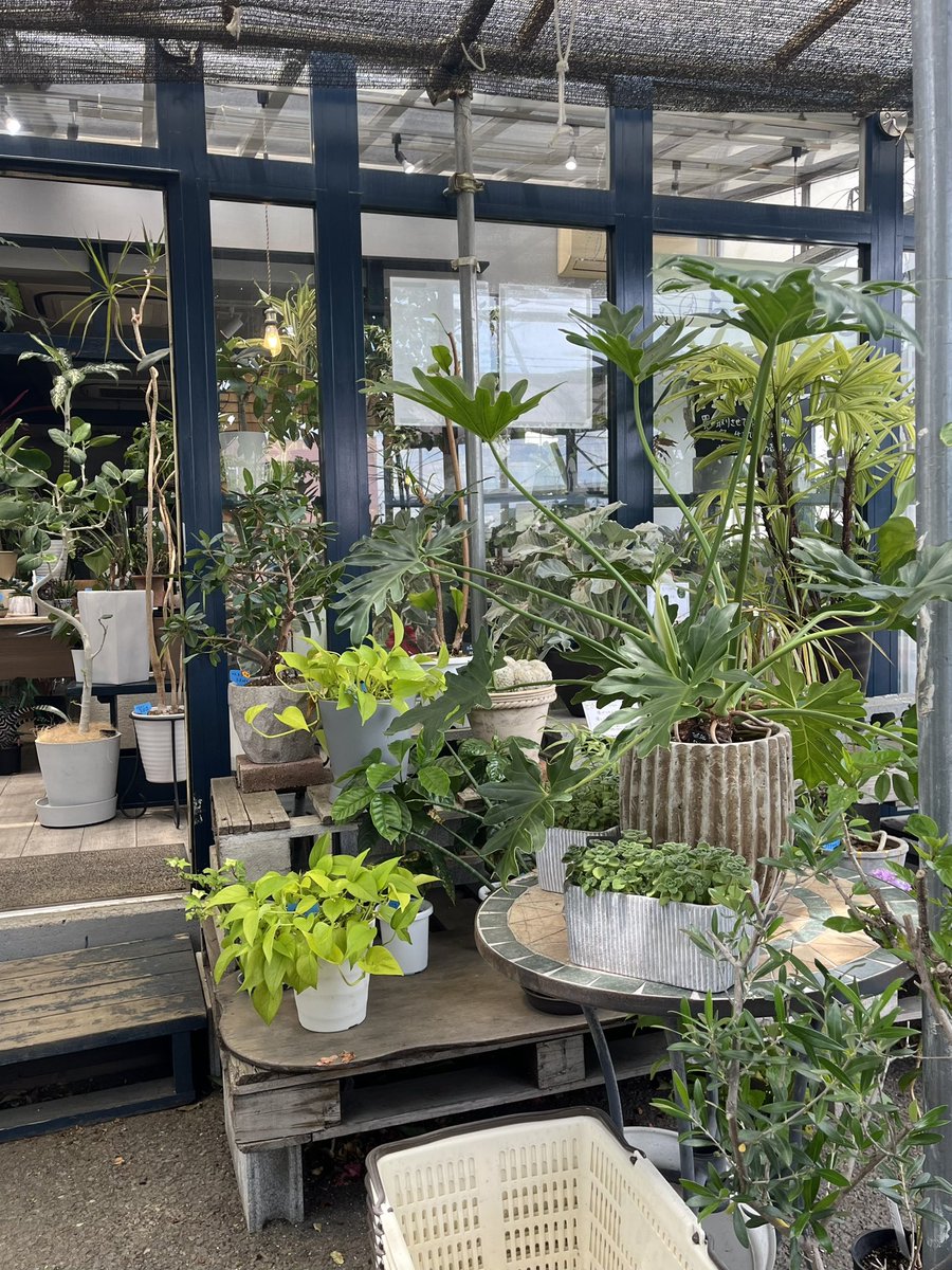 sasdaddy's tweet photo. ここが植物のリサイクルショップか https://t.co/eTH2tQoHOm