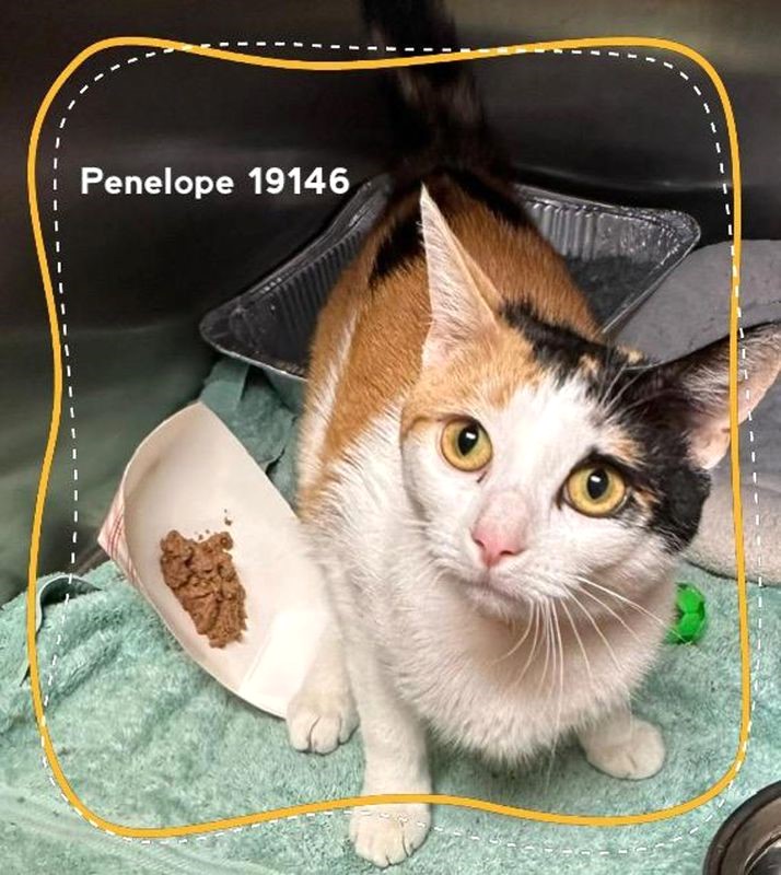sachikoko's tweet photo. 🆘SOS CODE RED🆘EUTHANASIA DEADLINE SAT 6/6/26 4:30PM🆘
🙏🏾PLEASE #PLEDGE 2 SAVE MY LIFE🙏🏾
💰Goal Is $150💰
💖Sweet 1YO #Calico Kitty "PENELOPE"💖
😿💔TBK - No Reason Given
🚨Needs Adoption Or Rescue ASAP!🚨
▶️ID: 19146 https://t.co/MwdWhldpZQ
#Marietta, #GA @cobbkitties #Cat https://t.co/INsGXFjQE2
