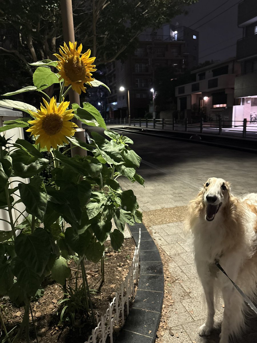 Roen0322's tweet photo. おはよう😆

5月から咲いてるひまわりでし〜🌻

#BORZOI #borzoi #ボルゾイ
夜に目立ってる🤭 https://t.co/77hJRtlUsF