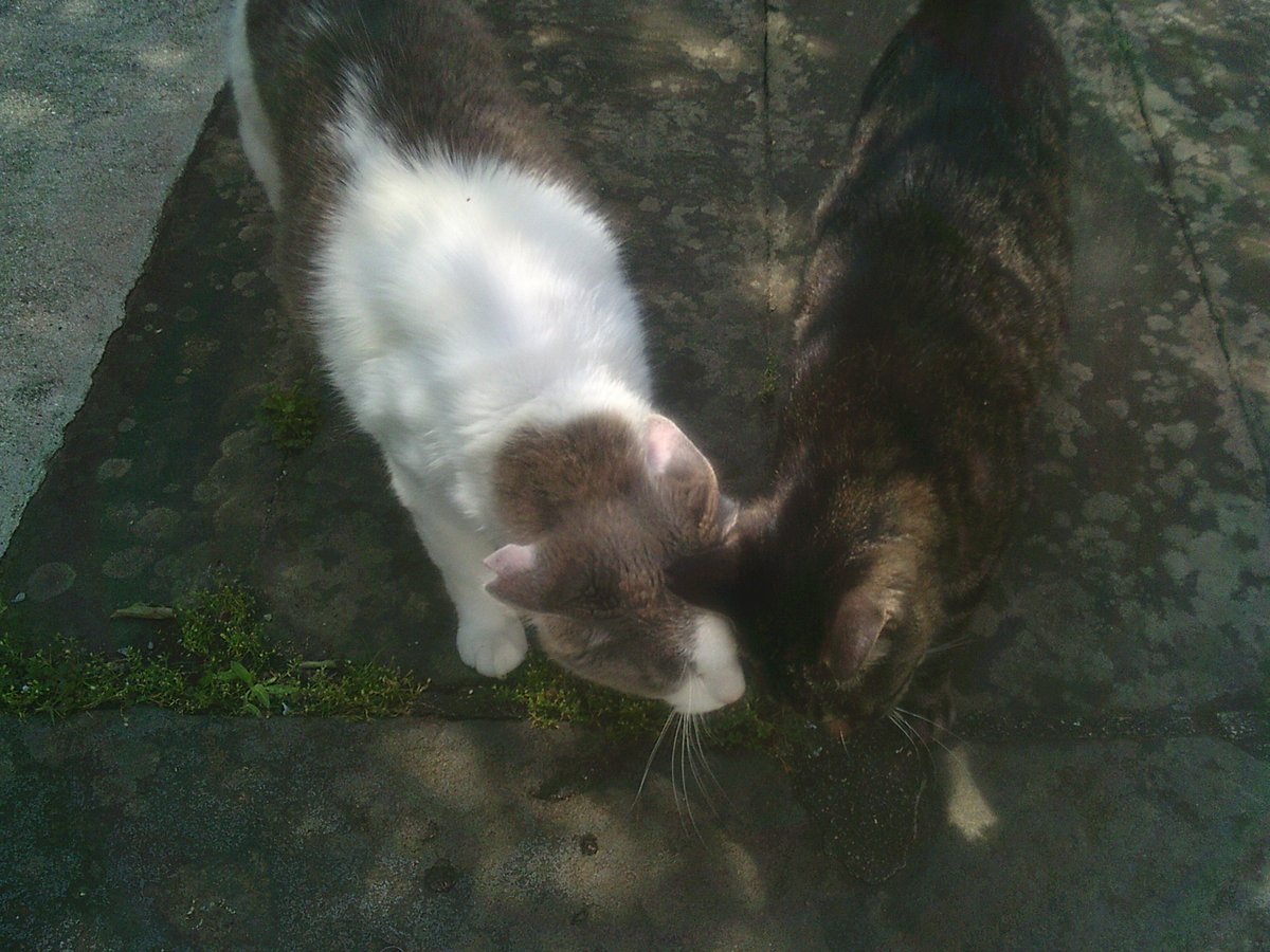 kazukieguchi's tweet photo. そろそろ帰ろうかな、って思ったら猫がついてきたから帰り辛いな、と思っていたら他の猫が来てお互いに頭をすりすりしていた https://t.co/8YRvL3NgZs