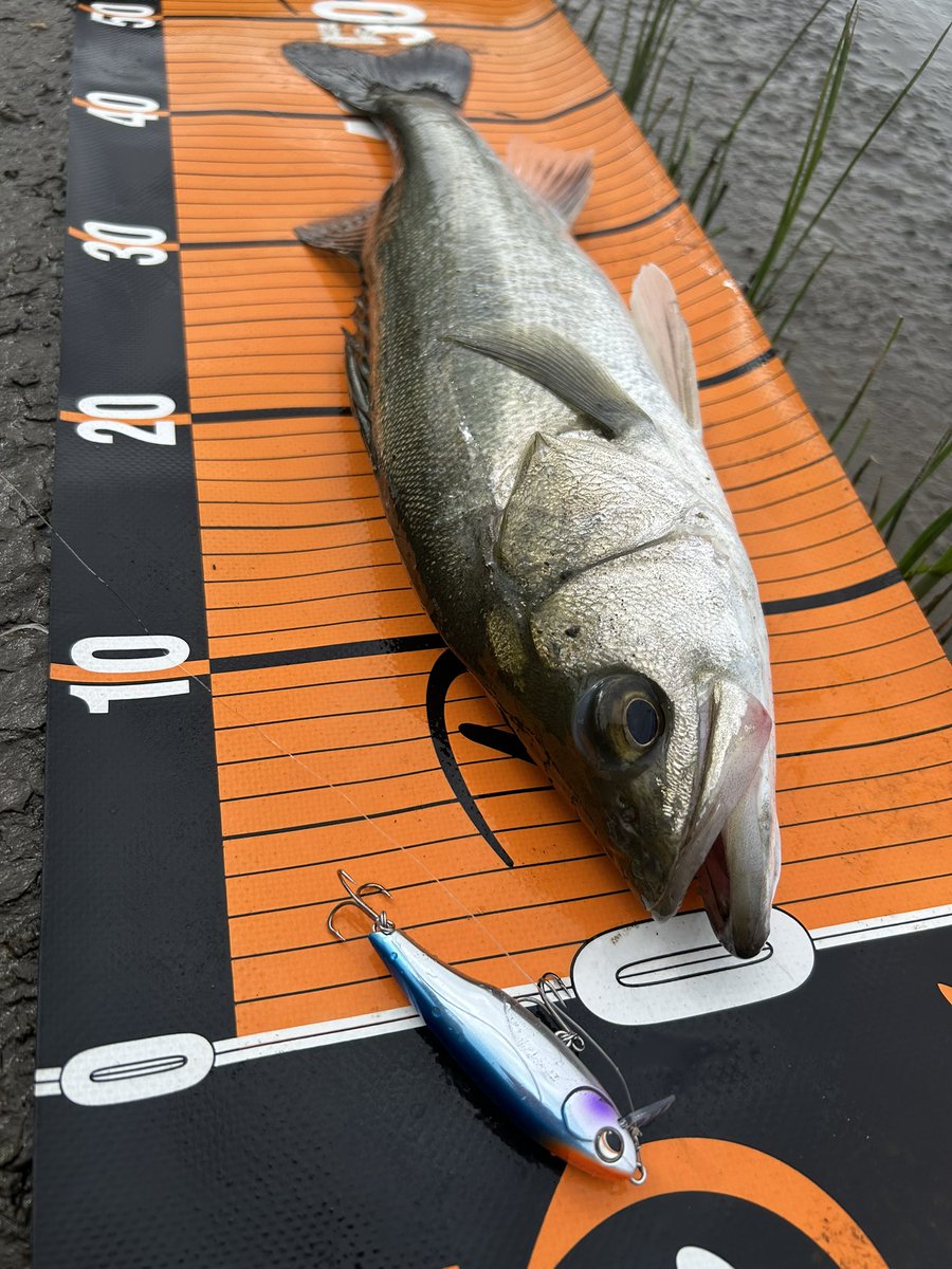 anzye96's tweet photo. オルター73sでデイシーバスキャッチ！🎣
時合いが短いポイントで、普段はミノージャークで攻略していますが、オルター73sのトゥイッチでもしっかり結果が出ました👍
リップの脱着が簡単で、シャローを見つけた時にすぐ交換して使うのも良しでした😌
#シーバス
#デイゲーム 
#underup 
#オルター73s https://t.co/RpyFtAKosT