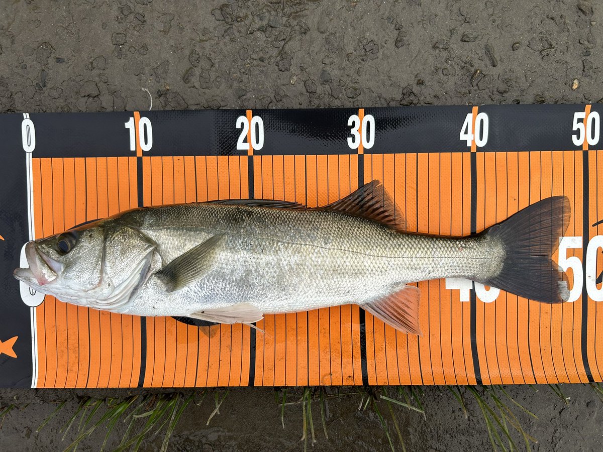 anzye96's tweet photo. オルター73sでデイシーバスキャッチ！🎣
時合いが短いポイントで、普段はミノージャークで攻略していますが、オルター73sのトゥイッチでもしっかり結果が出ました👍
リップの脱着が簡単で、シャローを見つけた時にすぐ交換して使うのも良しでした😌
#シーバス
#デイゲーム 
#underup 
#オルター73s https://t.co/RpyFtAKosT