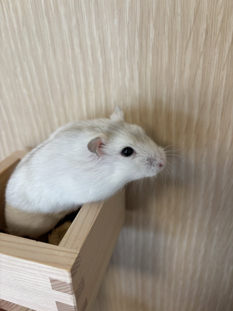 YuchiLaw80's tweet photo. ハムスター🐹里親募集(東京都内)

【ハムスターの基本情報】

名前：SEA（シー）

種類：シルバーフォックスハムスター

性別：オス

生年��日：2025年12月頃生まれ
※正確な生年月日は不明です。

ケージ一式、ケージ内の用品、床材約1年分、普段食べているフード約3か月分も一緒にお渡しできます。 https://t.co/We0Wqb0Iug