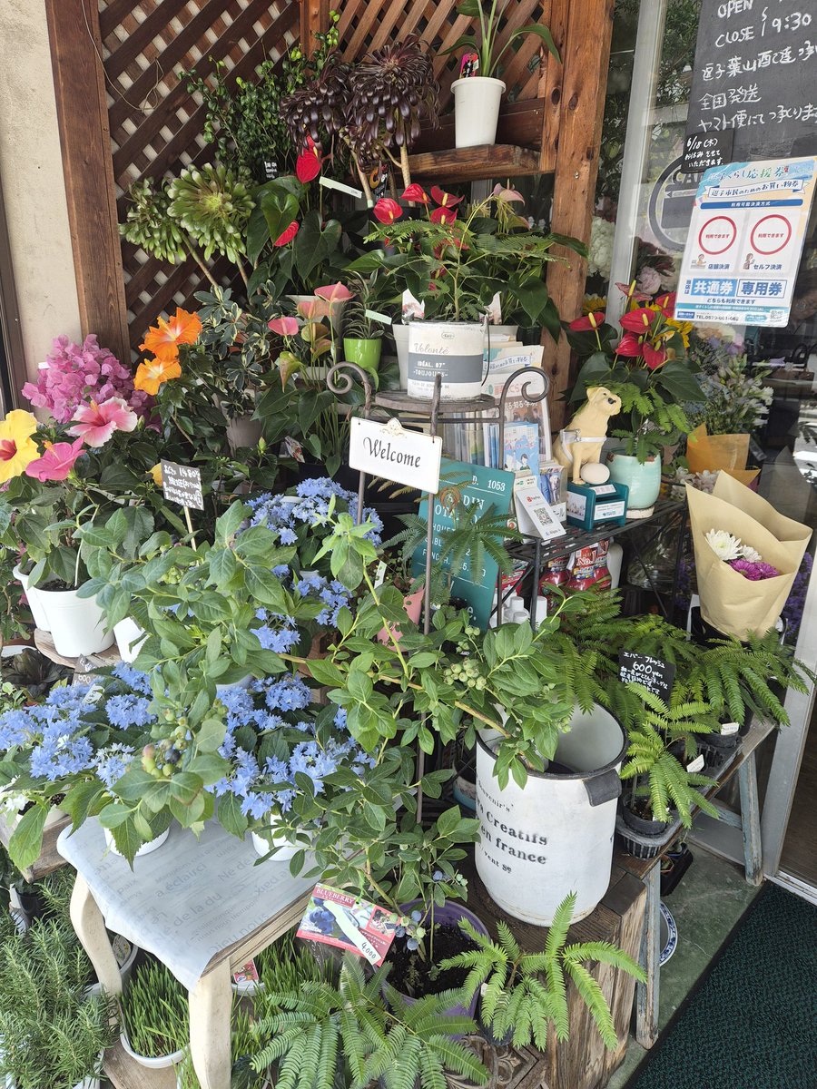 FS_konno's tweet photo. 【初夏の店先】
店頭、初夏の色になってきました。
あじさい、ハイビスカス、インパチェンス、ペンタス、観葉ものなど、鉢物もいろいろ並んでいます。
ブルーベリーも実が色づいて、ちょっと楽しい季節感。
店内には、アレンジメントや切花もご用意しています。
見るだけでも、季節の花は気分が変わりますね。
お近くにお越しの際は、どうぞお立ち寄りください。

#逗子の花屋
#フラワーショップ
#あじさい
#FlowerShop
#逗子 #葉山 #zushi #hayama #花 #flower

#おは戦80606🍩aa
#おは戦80606jd 🍩
#企業公式相互フォロー
 https://t.co/LKB8ZaI5su