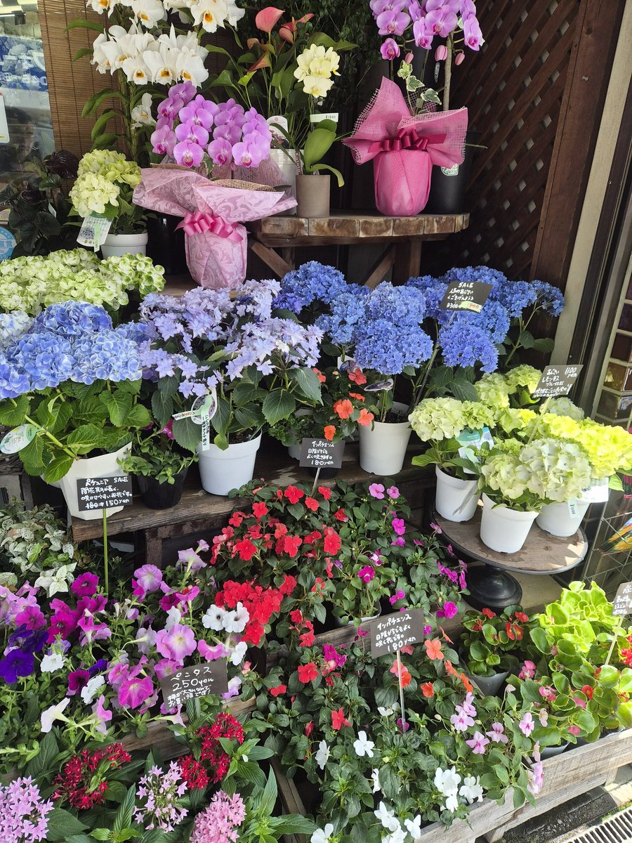 FS_konno's tweet photo. 【初夏の店先】
店頭、初夏の色になってきました。
あじさい、ハイビスカス、インパチェンス、ペンタス、観葉ものなど、鉢物もいろいろ並んでいます。
ブルーベリーも実が色づいて、ちょっと楽しい季節感。
店内には、アレンジメントや切花もご用意しています。
見るだけでも、季節の花は気分が変わりますね。
お近くにお越しの際は、どうぞお立ち寄りください。

#逗子の花屋
#フラワーショップ
#あじさい
#FlowerShop
#逗子 #葉山 #zushi #hayama #花 #flower

#おは戦80606🍩aa
#おは戦80606jd 🍩
#企業公式相互フォロー
 https://t.co/LKB8ZaI5su