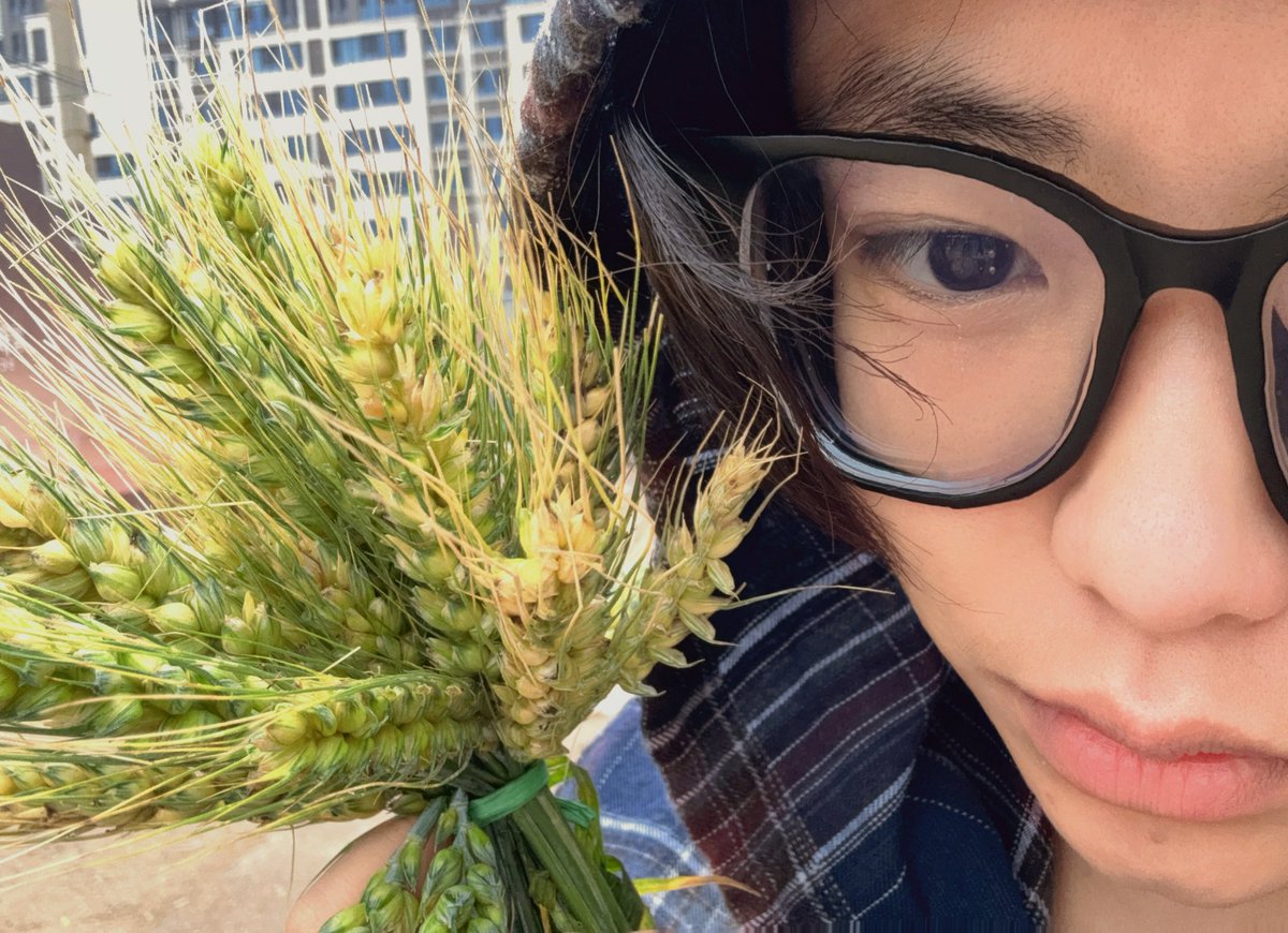 zero391505's tweet photo. 麦子熟了 #le #农t #wlw https://t.co/CD4nsDaZkY