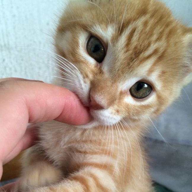 kittyperth's tweet photo. https://t.co/P5BUQGGakX