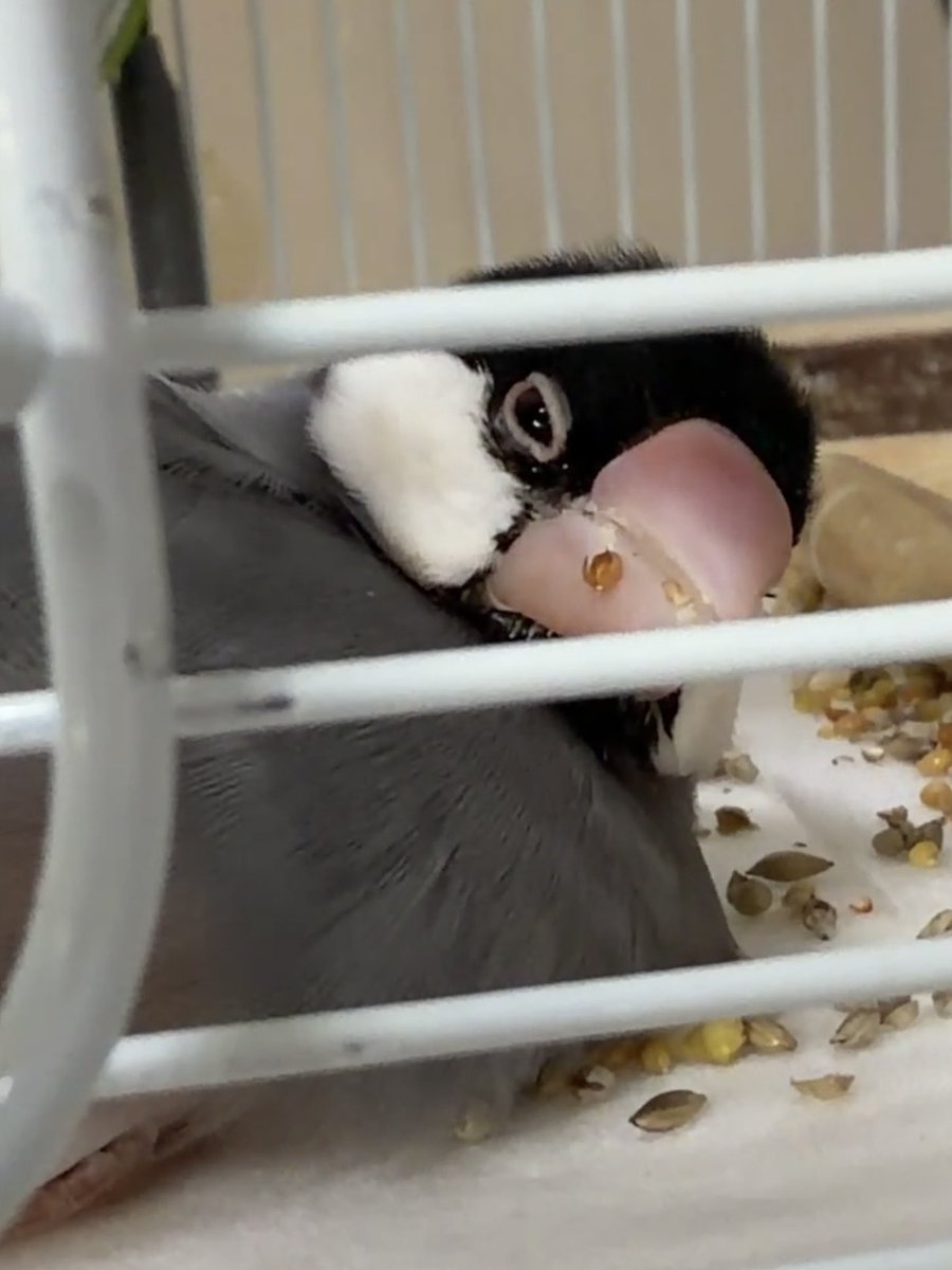 kiko_mt's tweet photo. 今日のなぎ🐦
嘴にお弁当をつけています
なーちゃん、ごはん食べたの
えらいねー☺️
私はなぎのことをなーちゃんと呼ぶことが多かったです
今日はずっと側にいるからね https://t.co/8saIFC50zJ