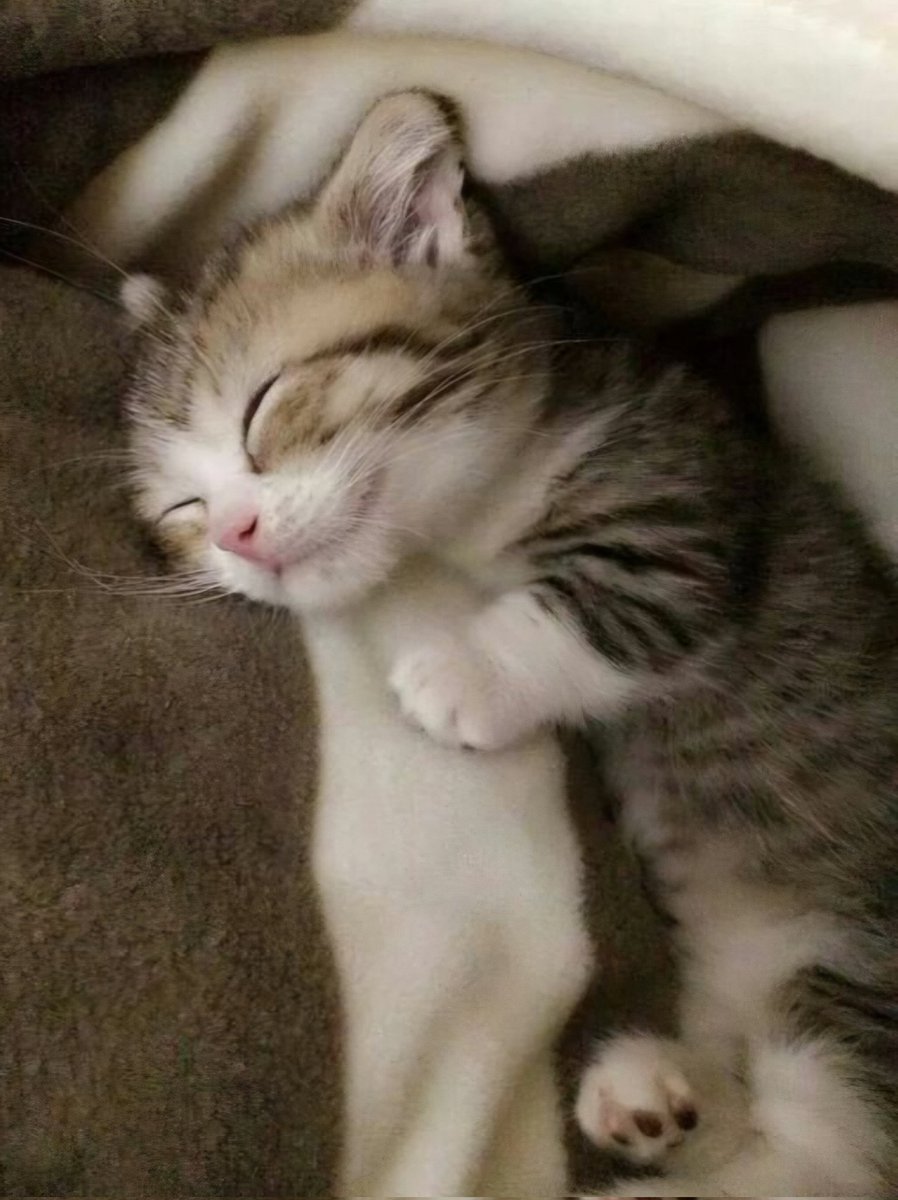 BunnieKat1962's tweet photo. Goodnight.. 
Sleep Peacefully... 
Have Sweet Dreams of #kittens 
#cats 
#CaturdayEve 

MeowOut........... https://t.co/MP3HHMxPp7