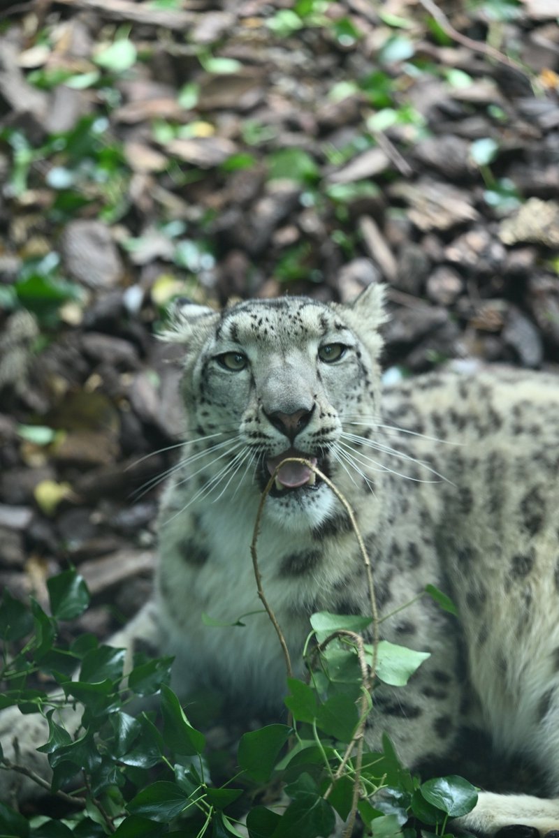 Canon_0331's tweet photo. #いしかわ動物園
#ユキヒョウ
#ヒメル https://t.co/LgcgXwWPCI