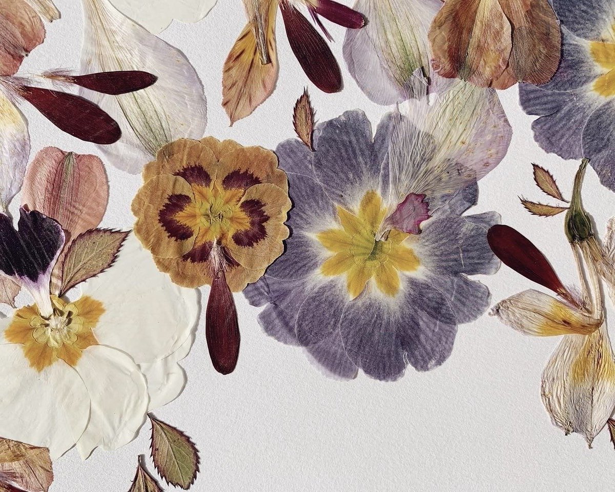 artindetails's tweet photo. pressed flowers https://t.co/9yBITczrzx