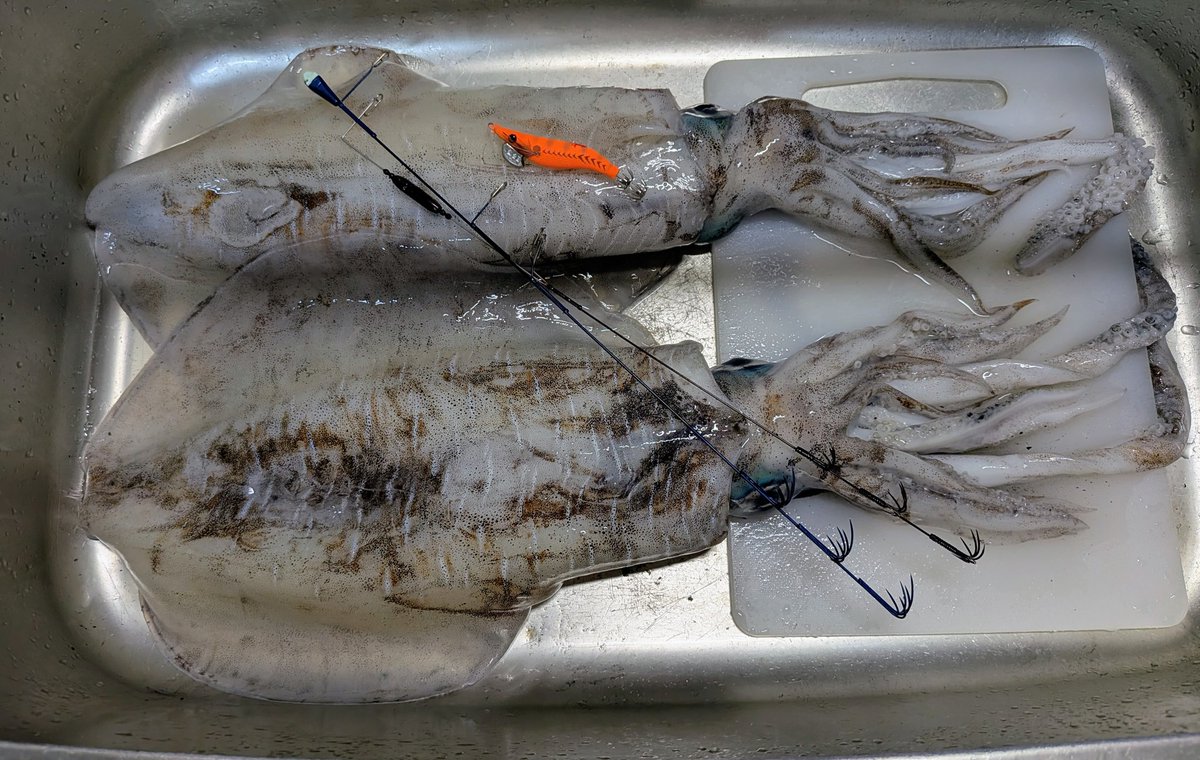 KIIfishingplus's tweet photo. 父がヤエンで2キロと1.85キロを釣ってきた！
でもアオリはエギングで釣らないと😤

てことで来年からヤエン始めます🥹

#関門海峡
#門司港
#アオリイカ https://t.co/Qu5AVraKvO