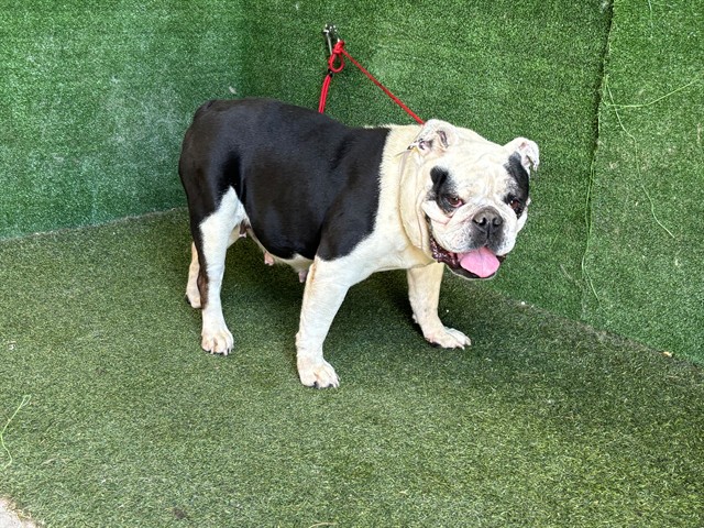 AnimaLancaster's tweet photo. #A5781107
Female, black and white Bulldog
6 years old.
https://t.co/wgn5Vp5Cmx https://t.co/6WffUNxU21