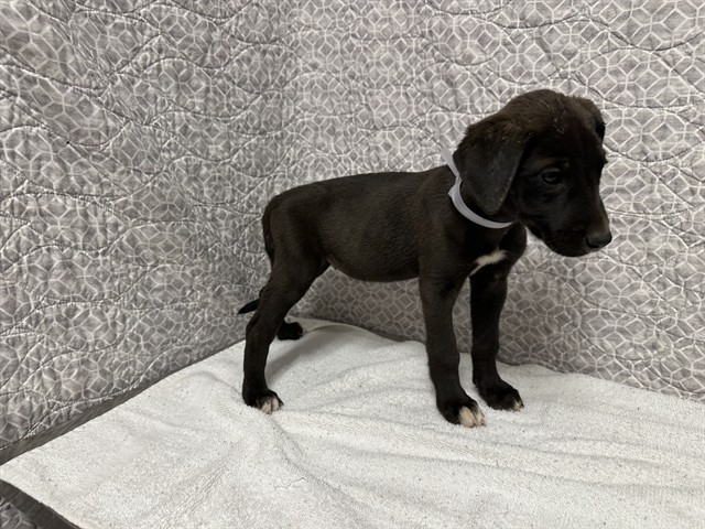 AnimaLancaster's tweet photo. Puppies 🐶🦴💓💗💛
#A5781008
Both female, black and white Great Dane and German Shepherd Dog
9 weeks old.
https://t.co/9v2G6hWVvF https://t.co/AKf2jLHruH