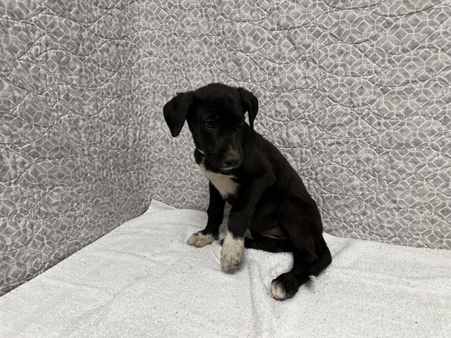 AnimaLancaster's tweet photo. Puppies 🐶🦴💓💗💛
#A5781008
Both female, black and white Great Dane and German Shepherd Dog
9 weeks old.
https://t.co/9v2G6hWVvF https://t.co/AKf2jLHruH