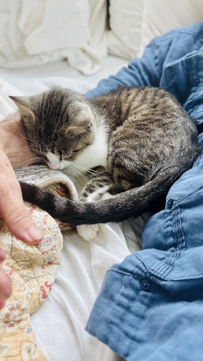 shannonminter5's tweet photo. Snuggling with Nancy Sinatra after her spay surgery. We are always grateful for the love &amp; support for these Minterland babies. If you can, donated food or litter always helps—a LOT! https://t.co/SAvUc6Uabj, https://t.co/1udFFjaDvF