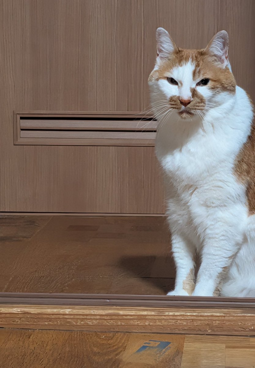 Post by コロン on X: お昼だよ🐈️
