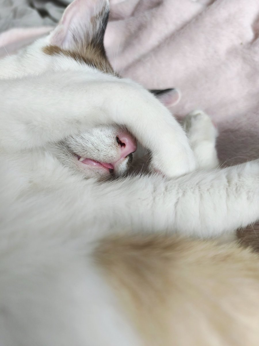 pppinkc's tweet photo. 舌出して寝てるねこ https://t.co/DK5MgtO56w