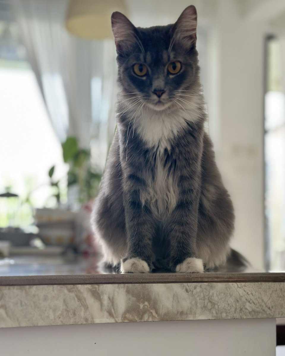 akutemaram's tweet photo. Lagi sarapan dipantau Majikan.
Gitu amat lihatinnya.
#ucing
#dapurtemaram
#bogor https://t.co/JONy32tTnq