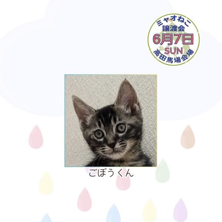 myaoneko55's tweet photo. 6月7日(日)譲渡会参加ฅ^•ω•^ฅ

猫さんの詳細紹介は
https://t.co/VoJUapGQPl
👆こちらよりご確認くださいね♡
⠀
#ミャオねこ #保護猫譲渡会 #里親募集中
#東京都 #高田馬場 https://t.co/RsyNKvMsZX