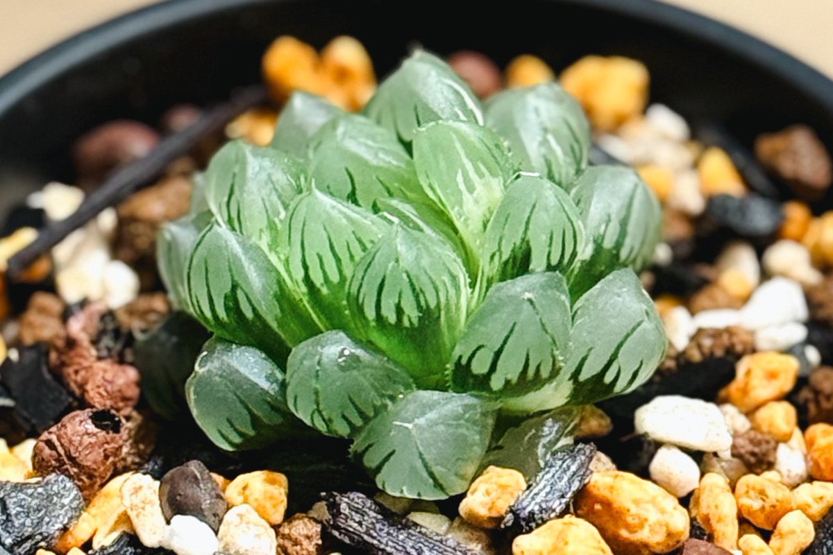 lovefavorite's tweet photo. 最近届いた植物たち。

🌱ハオルチアオブツーサ錦 Olive
🌱トラディスカンティア セブリナクォーダリー
🌱斑入り白鳥花
🌱ハオルチアオブツーサ錦 水中月錦

#多肉植物 #ハオルチア #オブツーサ錦 #観葉植物 https://t.co/ILjg05rvpg