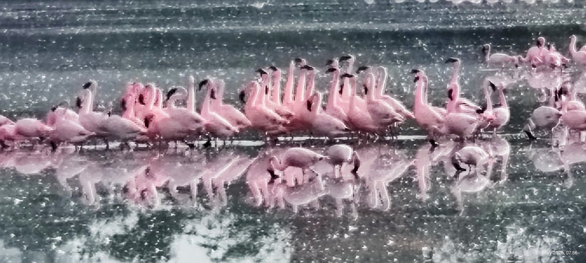 LXDPolymath's tweet photo. 8+
The importance of these wetlands was formally recognized when the Thane Creek Flamingo Sanctuary was established.

The sanctuary now protects one of the most significant urban wildlife habitats in the country. https://t.co/U36TmCga1o