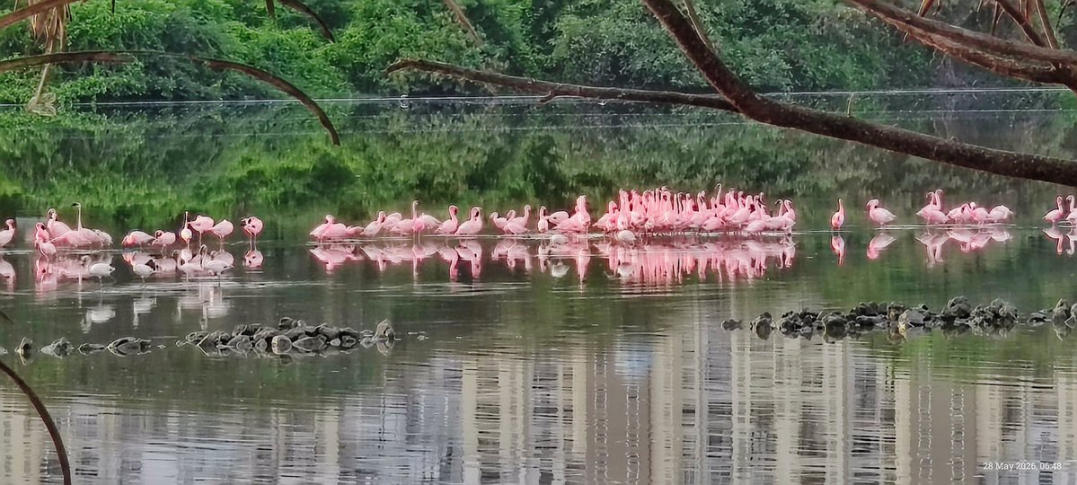 LXDPolymath's tweet photo. 9+
The wetlands are valuable for far more than flamingos.

Mangroves help stabilize coastlines, reduce erosion, store carbon, improve water quality, and provide protection against extreme weather events. https://t.co/7LPG2jCSdl