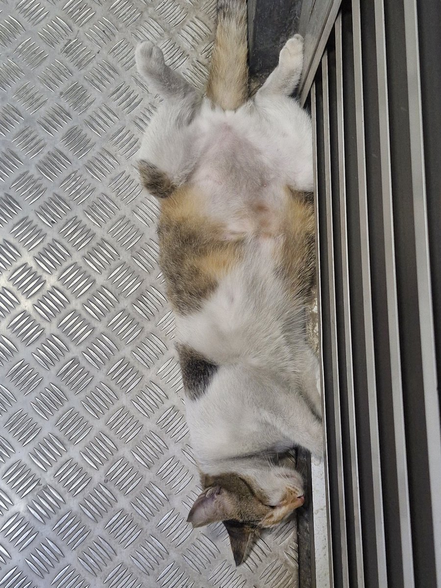 cerecals's tweet photo. INI DI PEMUDA UNJ YA WKWKWKWK KMRN KETEMU JUGAAKKK https://t.co/TxKIiEIF9B