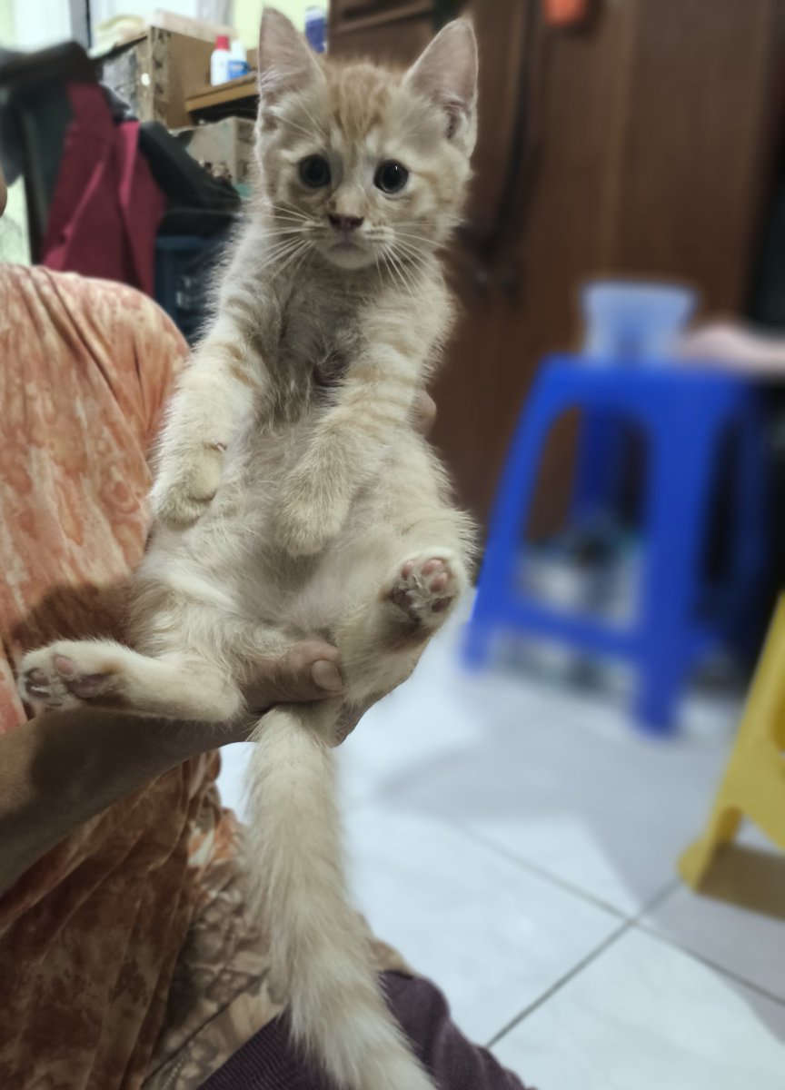 sasisusesar's tweet photo. Open Adopt Free

Kitten Mixdom Usia 2 Bulan
Lokasi : Periuk, Tangerang

Urutan sesuai foto
1. Mochi (Perempuan)
2. Bibi (Perempuan)
3. Dino (Laki-laki)
4. Shiro (Laki-laki)
5. Moka (Laki-laki) https://t.co/Ql8mPe199u