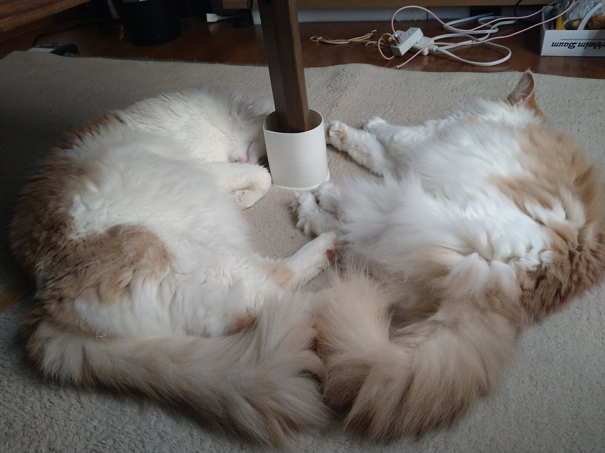 O2QTNXquSk86efE's tweet photo. #ノルウェージャンフォレストキャット
 #猫が居る暮らし 
仲良しでお昼寝中にて https://t.co/gjcm8lp3Y6