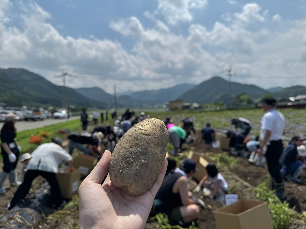 MrMax_jp's tweet photo. じゃがいも収穫体験を通じて
いつも食べているカルビーのポテトチップスが
どうやってできているのか、
興味をもつ機会になったらなと🥔✨ https://t.co/32YwwSuJVx