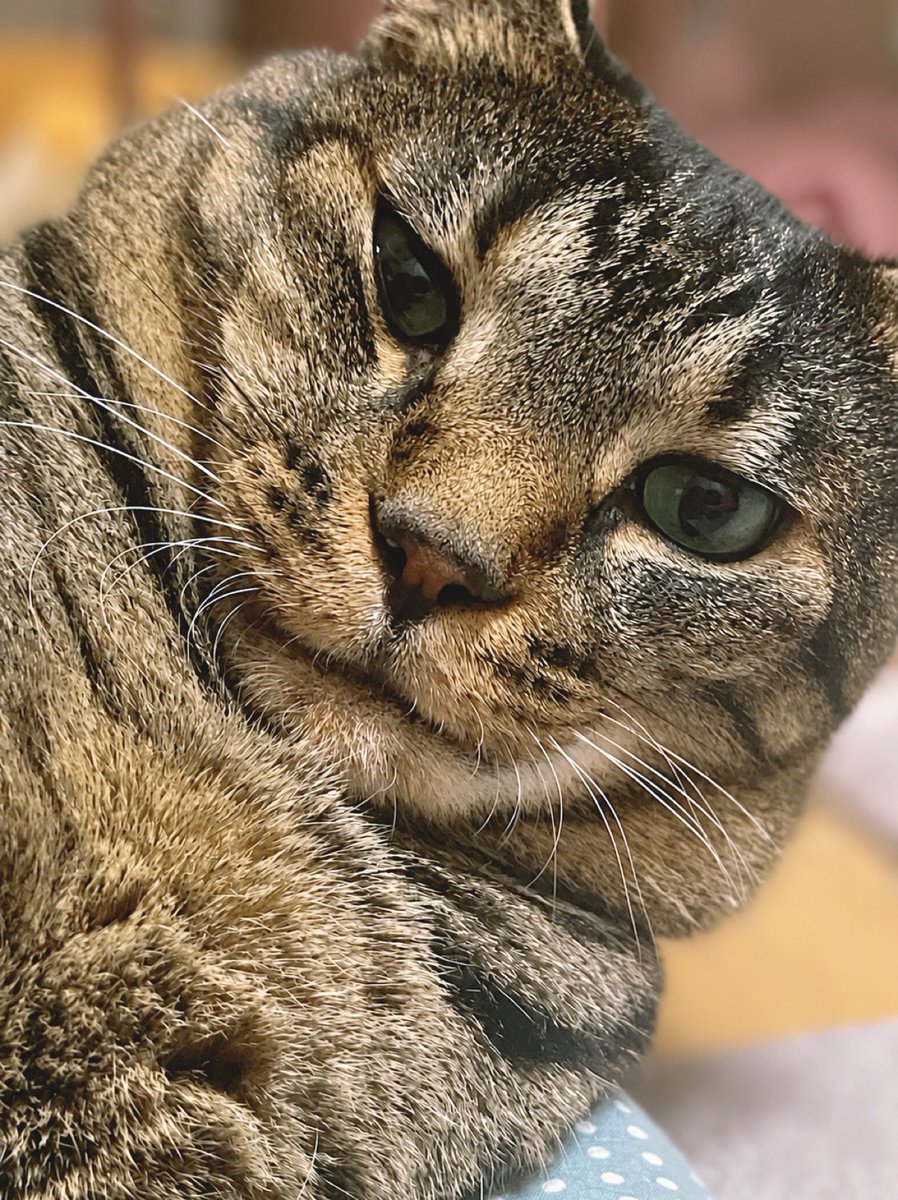 choco612's tweet photo. 今日もよろしくお願いします。😸
#土アップ祭 #ねこかわいい
#cat https://t.co/uIzsGCwyJQ