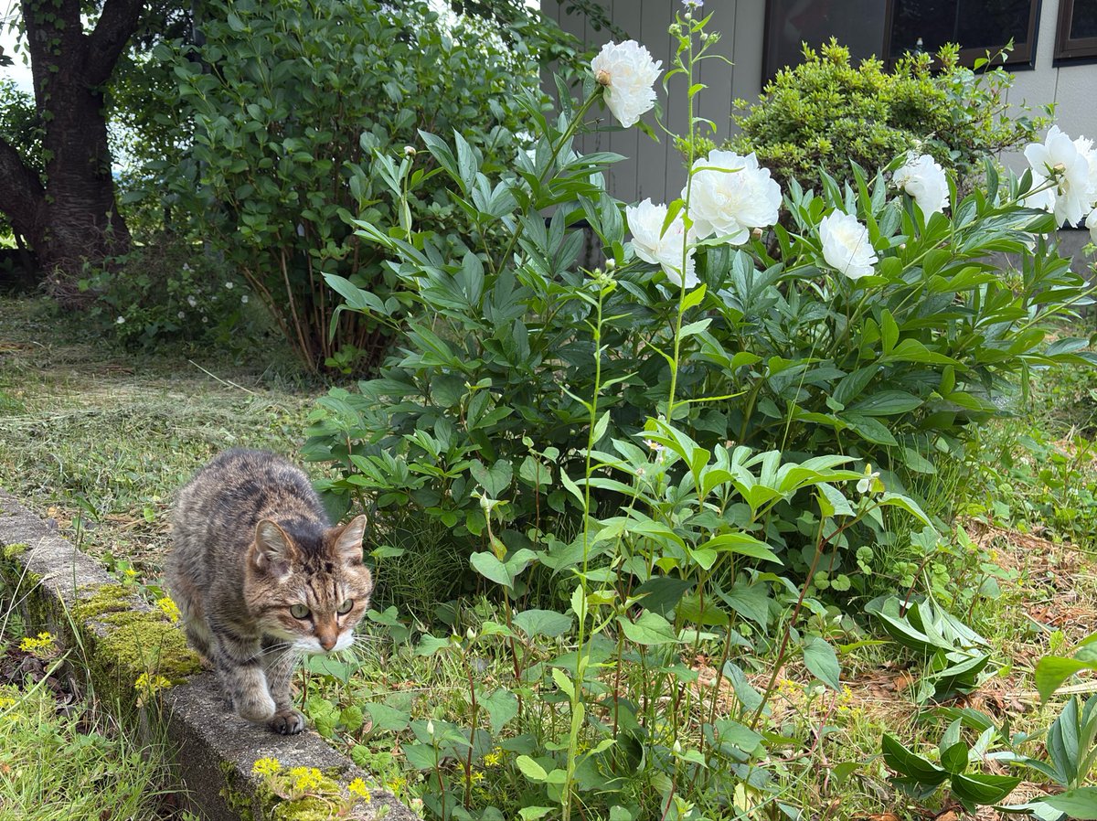 taecomw's tweet photo. 芍薬咲いたね❁⃘*.ﾟ
#葉瑠 #19歳 #葉瑠散歩 https://t.co/qwZeciJlub