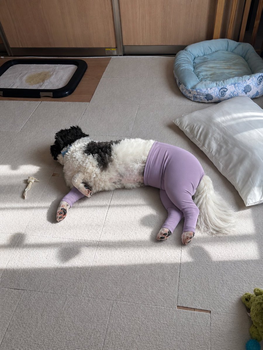 howling_xg's tweet photo. 私の犬にもヨガパンツ履かせてみた🤣🤣🤣🤣

#シーズー https://t.co/cxCgDE8UmB