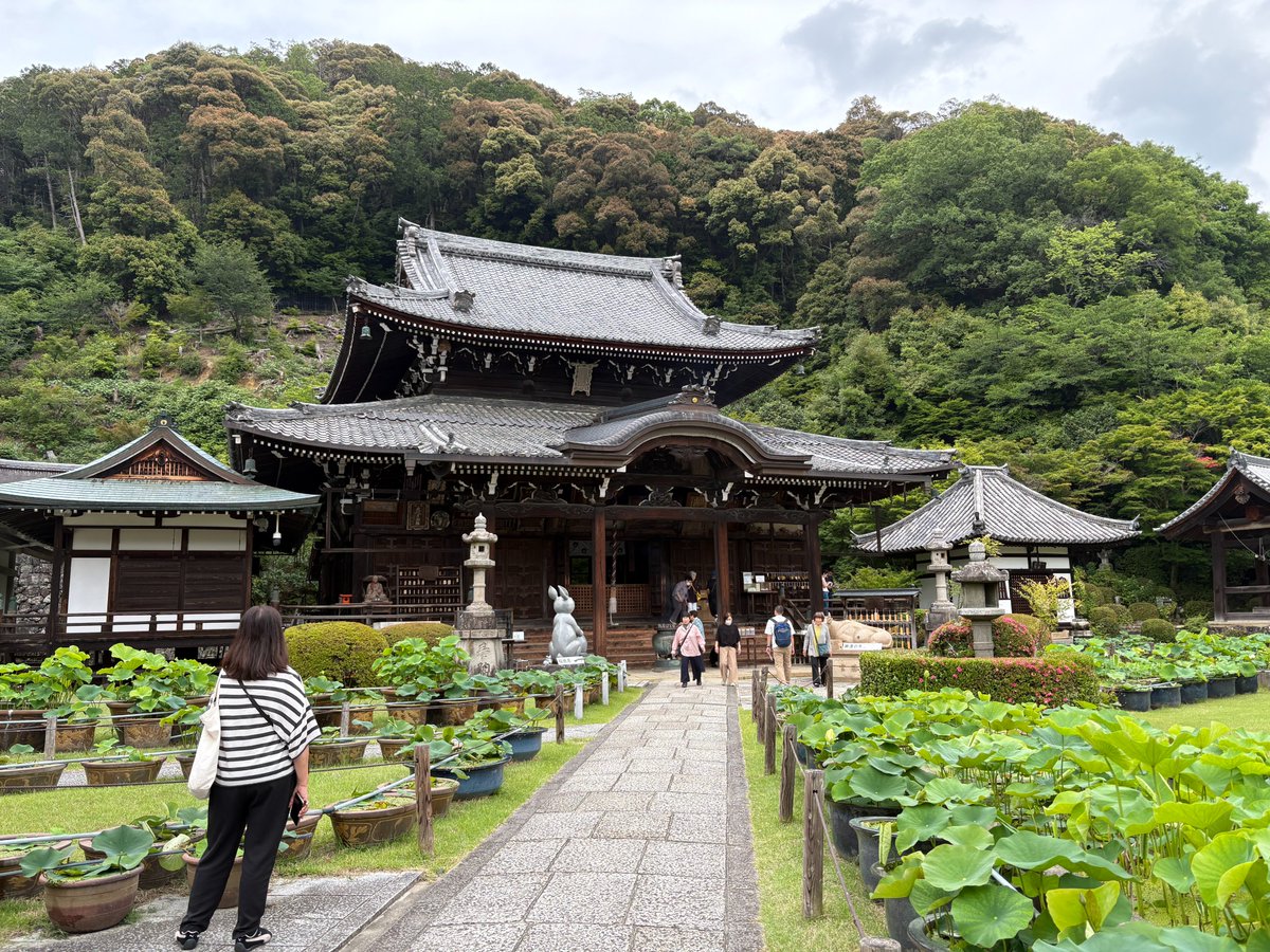 nobsait's tweet photo. #西国三十三所 10番 明星山 三室戸寺
※時差投稿です
山門を入ると紫陽花のアートが。近くからだと何が描かれているのかわかりませんが本堂へ向かう階段の途中で振り向くと素敵な鳥のアートを確認できます。
境内に紫陽花園があってとても奇麗です。
ゆっくりお詣りをして出てきたら入口の門が閉まっていました。こちらのお寺は15:10閉門です。早く閉まるのでみなさん気を付けて！
そういえば、ついに西国三十三所 四巡目を結願しました。しかし西国の納経軸にはあと二巡分の欄が残っています。また廻るのか？まじでいくのか？いくしかない？
その前に百観音のお軸には２つの空欄があるので長野へ行かねば。
#日本百観音 残り2つ
