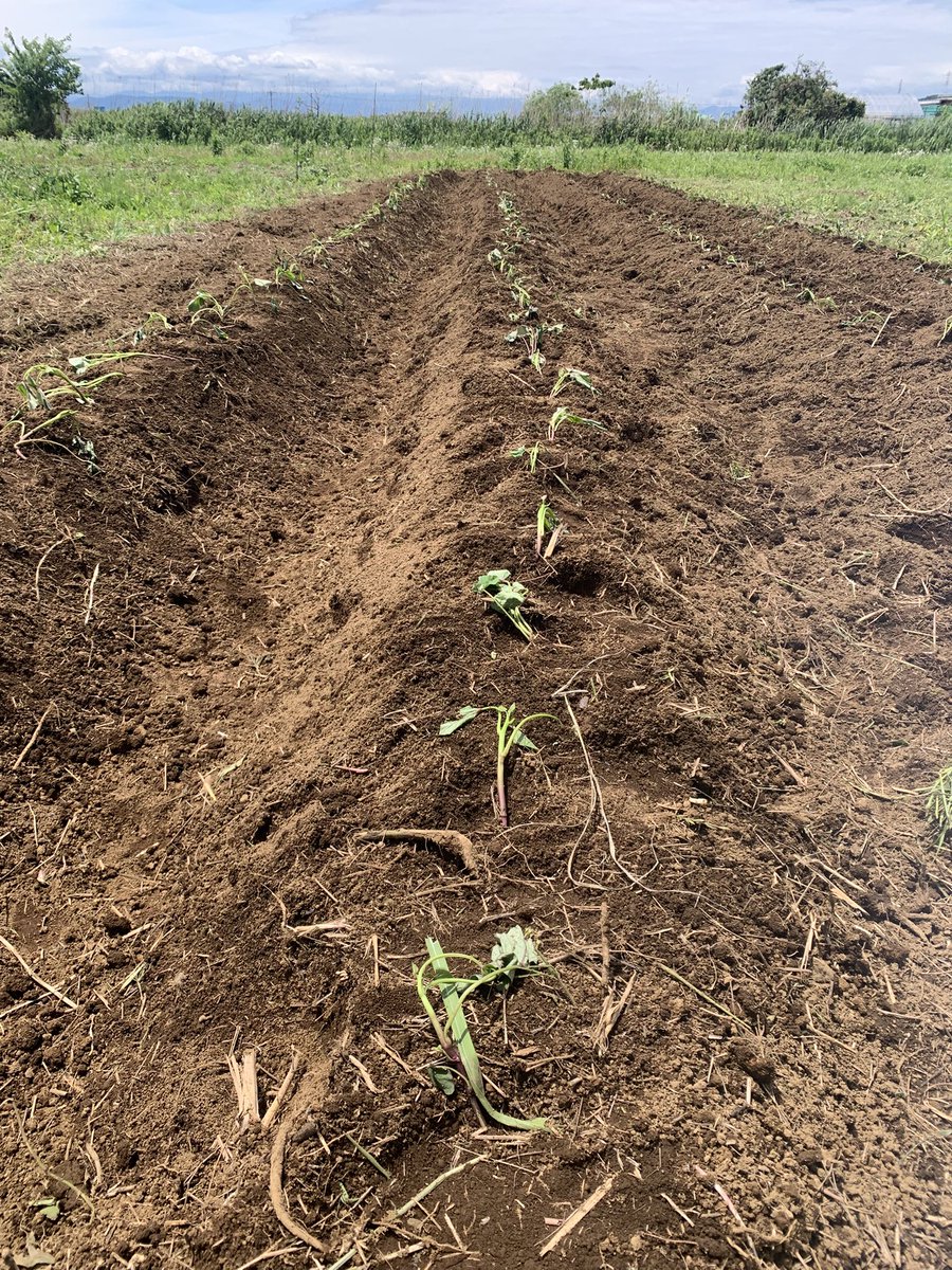 nijioibito's tweet photo. 農業日誌〜📝〜
とりあえずべにはるか🍠
250定植完了
500の予定を幾らかプラスして定植できる

今年は耕運機を導入して
初の畝立てを行っています

手作業の畝立てが追いつかない箇所も
これなら工作面積をかなり広げられる

もちろん無農薬、炭素循環はブレずに👍 https://t.co/2vDMRplGfv