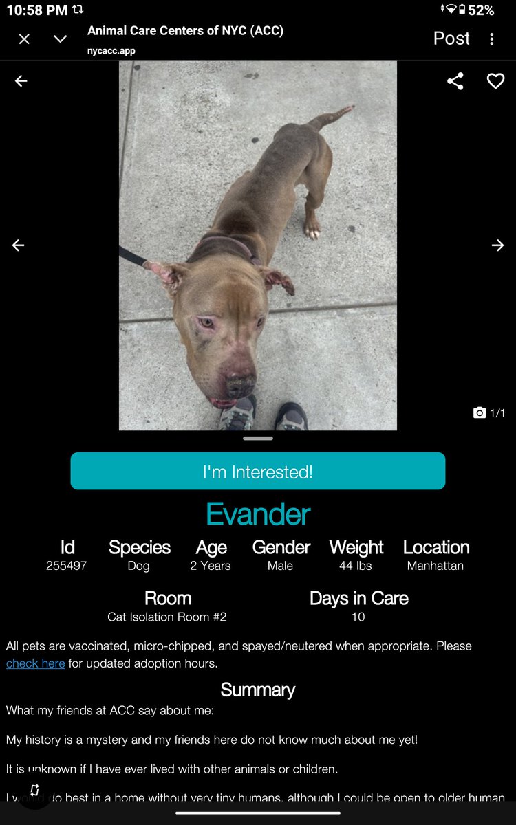 CharBolen's tweet photo. EVANDER ♥️#255497  2yr old Boy ♥️ Nycacc
Beautiful young boy new at the shelter 
As you can see this poor dog is starved!
Emaciated and neglected abandoned 💔
What is wrong with you people in NY 🤬
This poor dog needs a good home and lots 
of love!
#Adopt#Foster#Pledge
TLC ♥️🏡♥️ https://t.co/bquSZVlma2