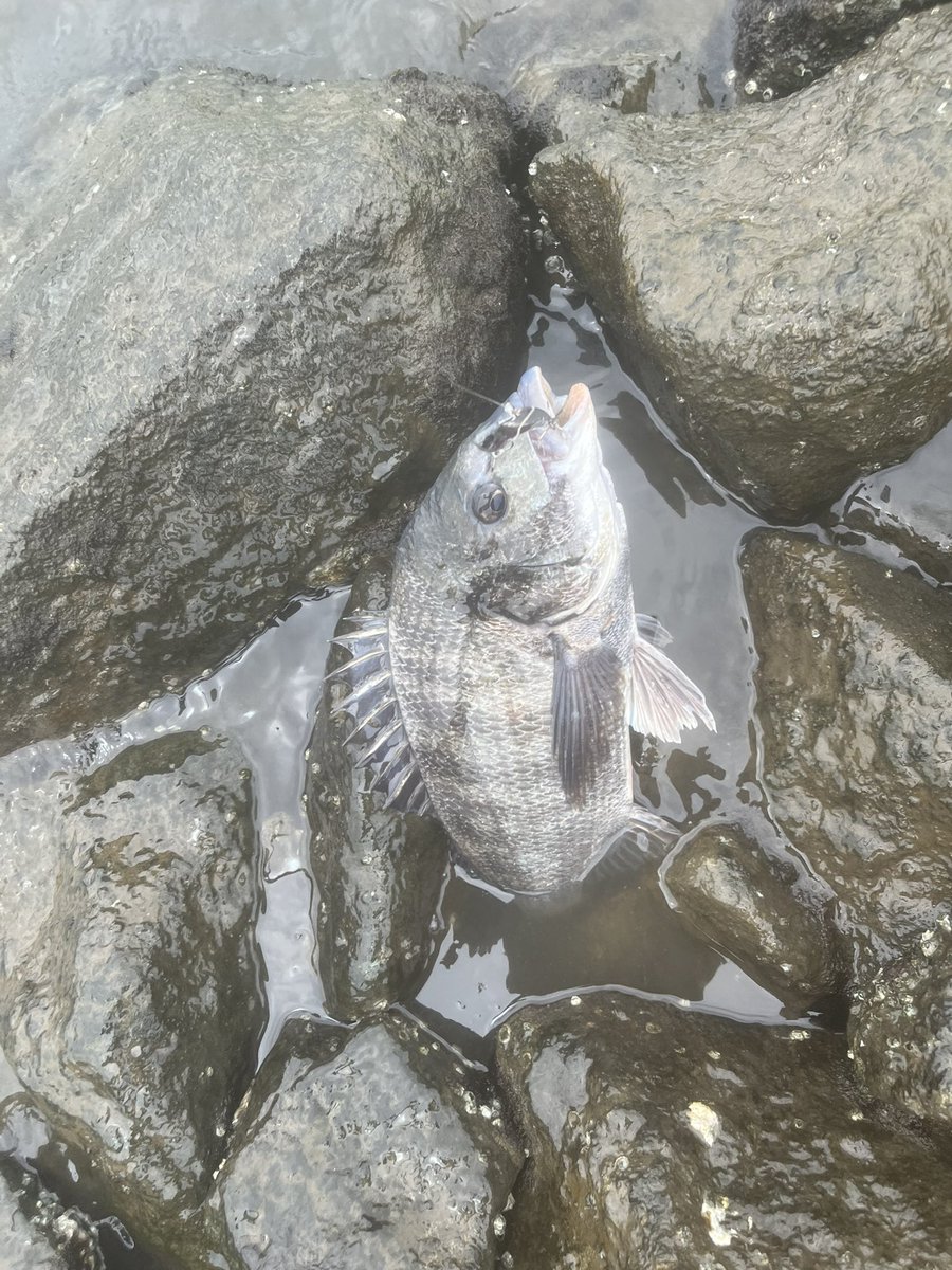 nowiiifish's tweet photo. 昨日は黒鯛祭りをしてきました🐟
バイブレーションでも、ミノーでも、ワームでもよく釣れました🎣 https://t.co/ygXkkkTZuG