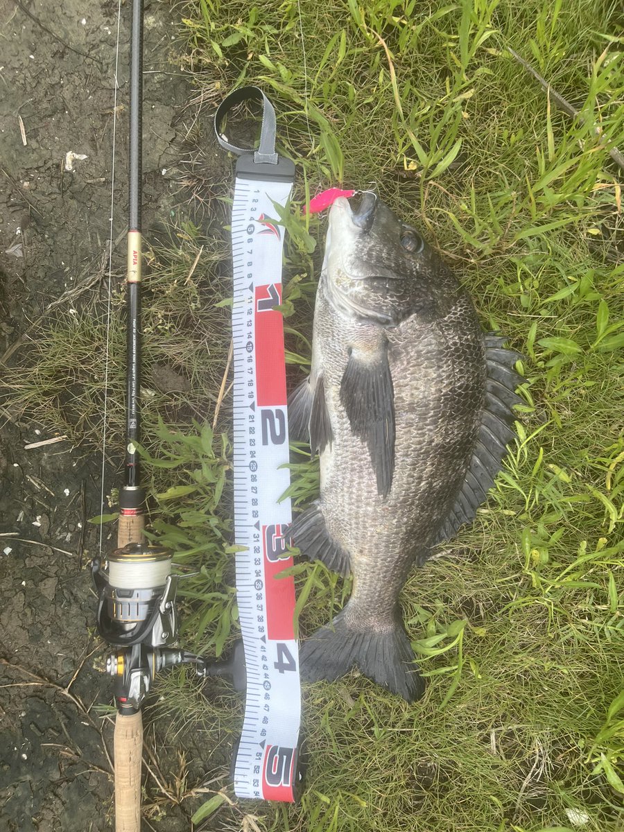nowiiifish's tweet photo. 昨日は黒鯛祭りをしてきました🐟
バイブレーションでも、ミノーでも、ワームでもよく釣れました🎣 https://t.co/ygXkkkTZuG