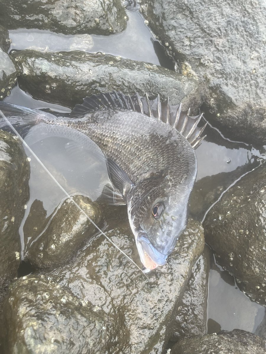 nowiiifish's tweet photo. 昨日は黒鯛祭りをしてきました🐟
バイブレーションでも、ミノーでも、ワームでもよく釣れました🎣 https://t.co/ygXkkkTZuG