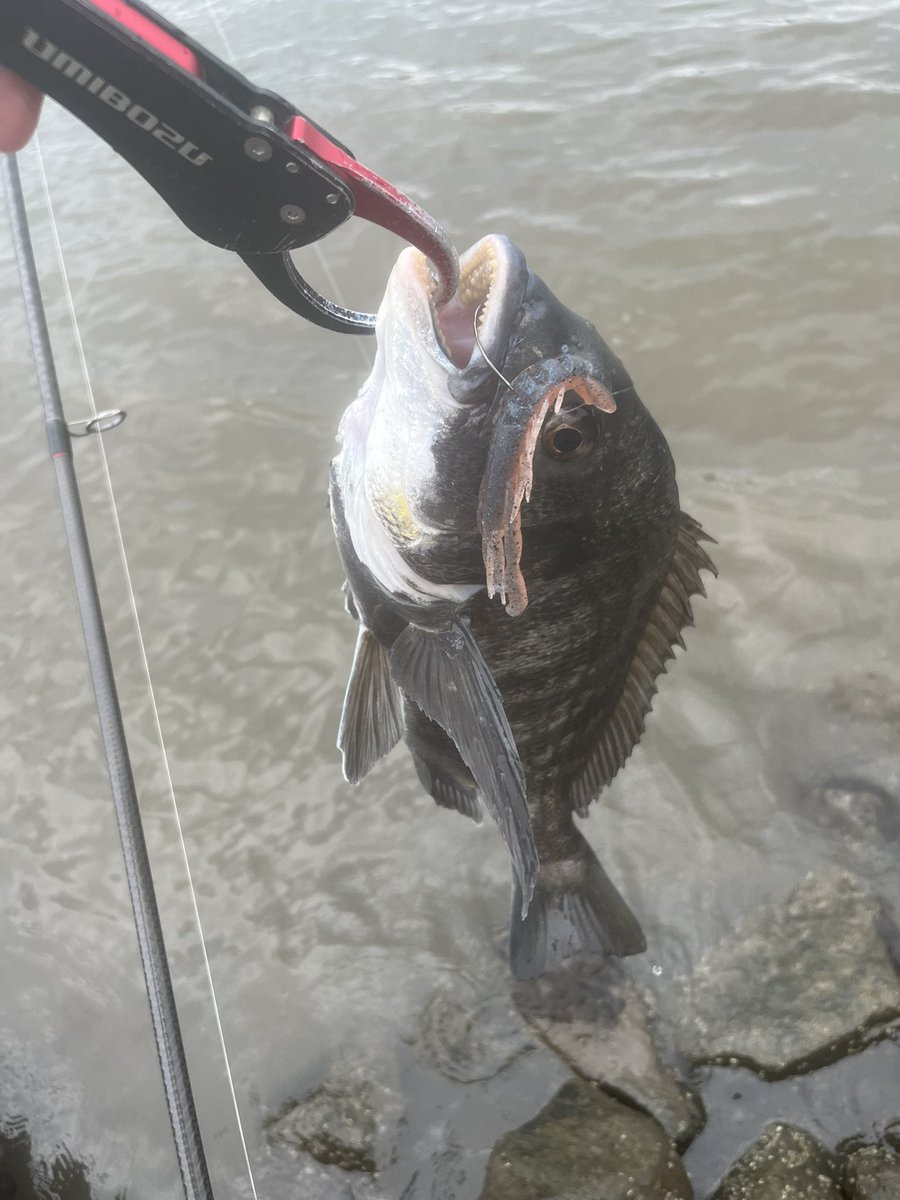 nowiiifish's tweet photo. 昨日は黒鯛祭りをしてきました🐟
バイブレーションでも、ミノーでも、ワームでもよく釣れました🎣 https://t.co/ygXkkkTZuG