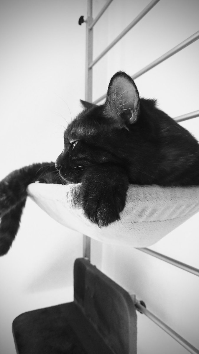 amc1798235's tweet photo. キャットタワーで御満悦の神
#猫 #cat #ねこ https://t.co/HC5J5AQWOH