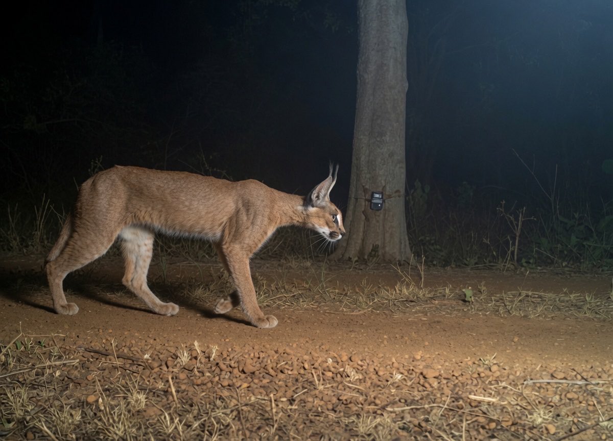 rameshpandeyifs's tweet photo. Cheetahs are bringing back Caracal (Siyahgosh) and Wild Dogs (Dhole) back to Kuno National Park, MP. 

Reintroduction of Cheetah is basically reviving the grasslands and supporting the recovery of forgotten felines and canids in the landscape. https://t.co/sRYV4gXXrE