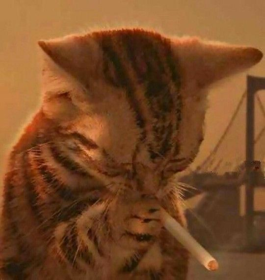 Mex2441's tweet photo. @Minoru_Trix Ni puta idea, solo se que seria cine https://t.co/aSKl6ZOGs2