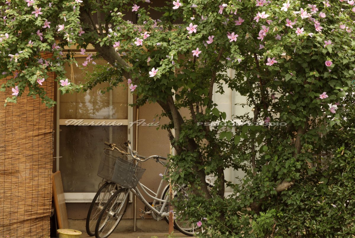 Arai_Michihiko's tweet photo. From Michihiko Arai photo collection  " CHARLIE "
荒井道彦　放置自転車写真集『チャーリー』

Flowers continue to bloom every year even the residents are gone
住人がいなくなっても　花は毎年咲き続ける

Michihiko Arai         Collage artist  /  Photographer https://t.co/fiDIo3u2KV